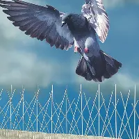  Bird Spikes