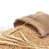  Wheat (Gandam) Premium Quality Wheat Grain Food Grade Agriculture Wholesale Export Supplier